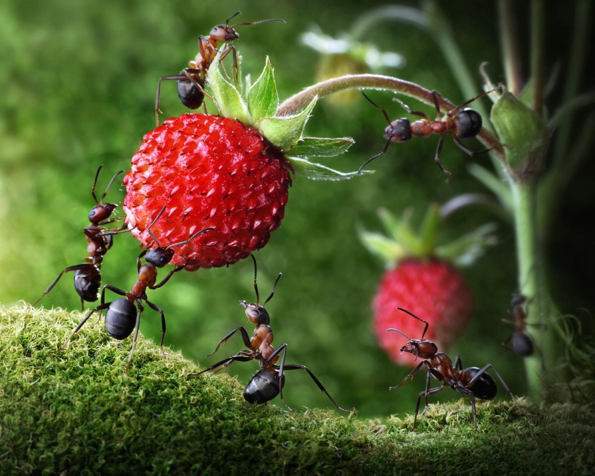 Image of: Ant-Problem