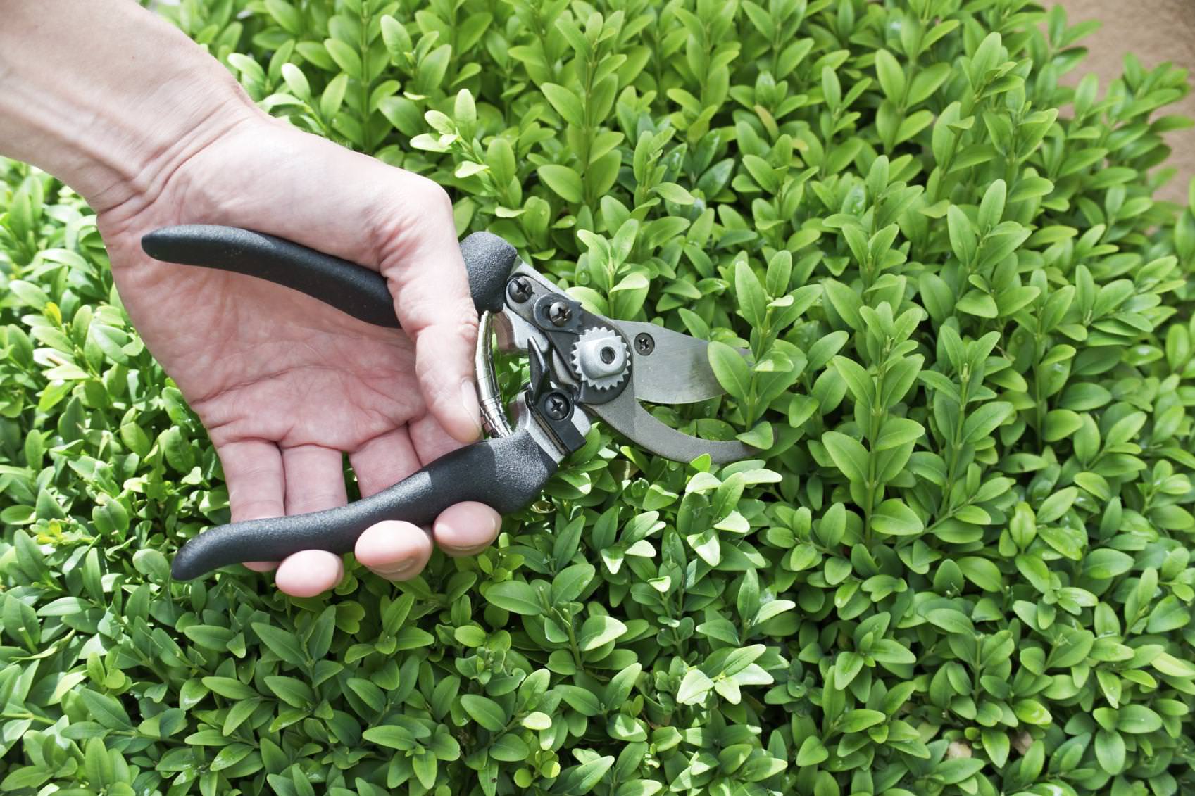 Best Time to Cut Hedges