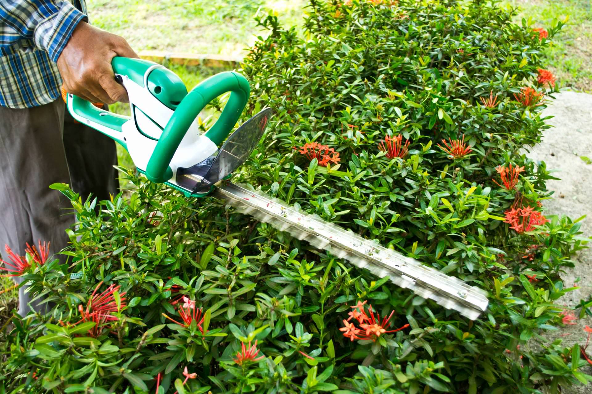 Image of: Best Time to Trim Hedges