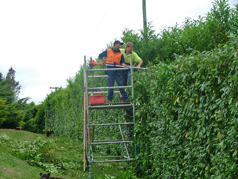 How to Hedge Trim Bushes