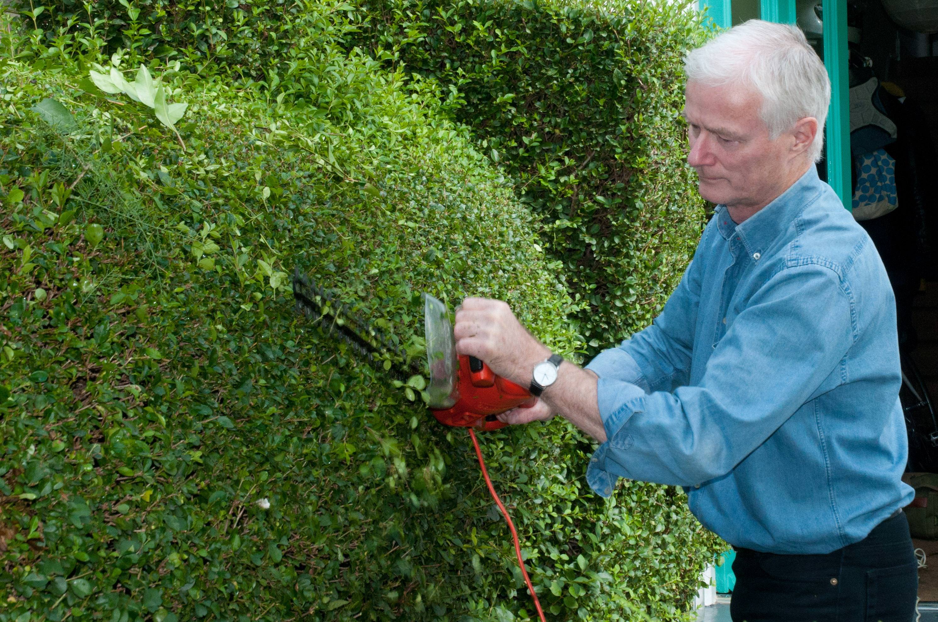 Image of: How to Trim Hedges Correctly