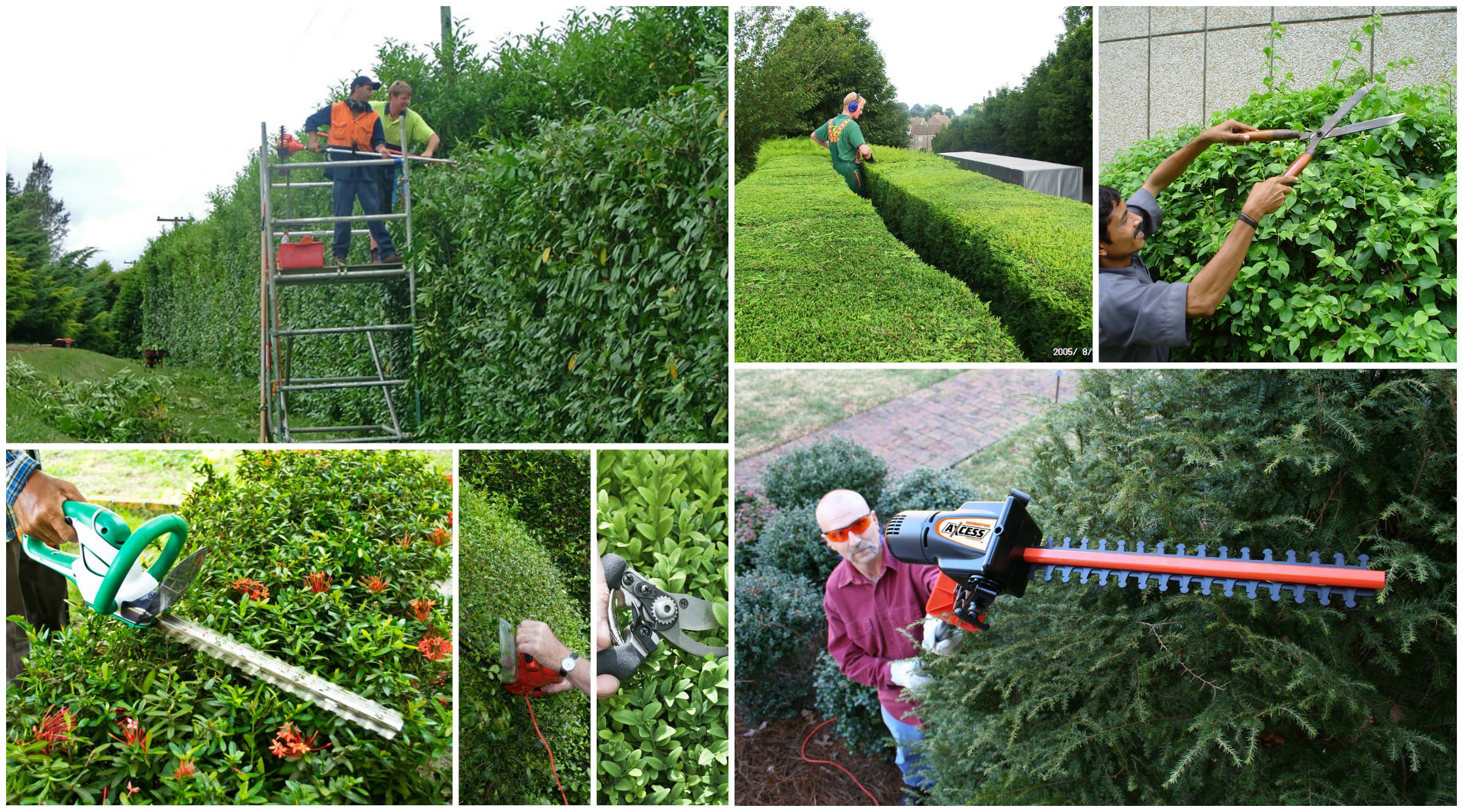Image of: How to Trim Hedges