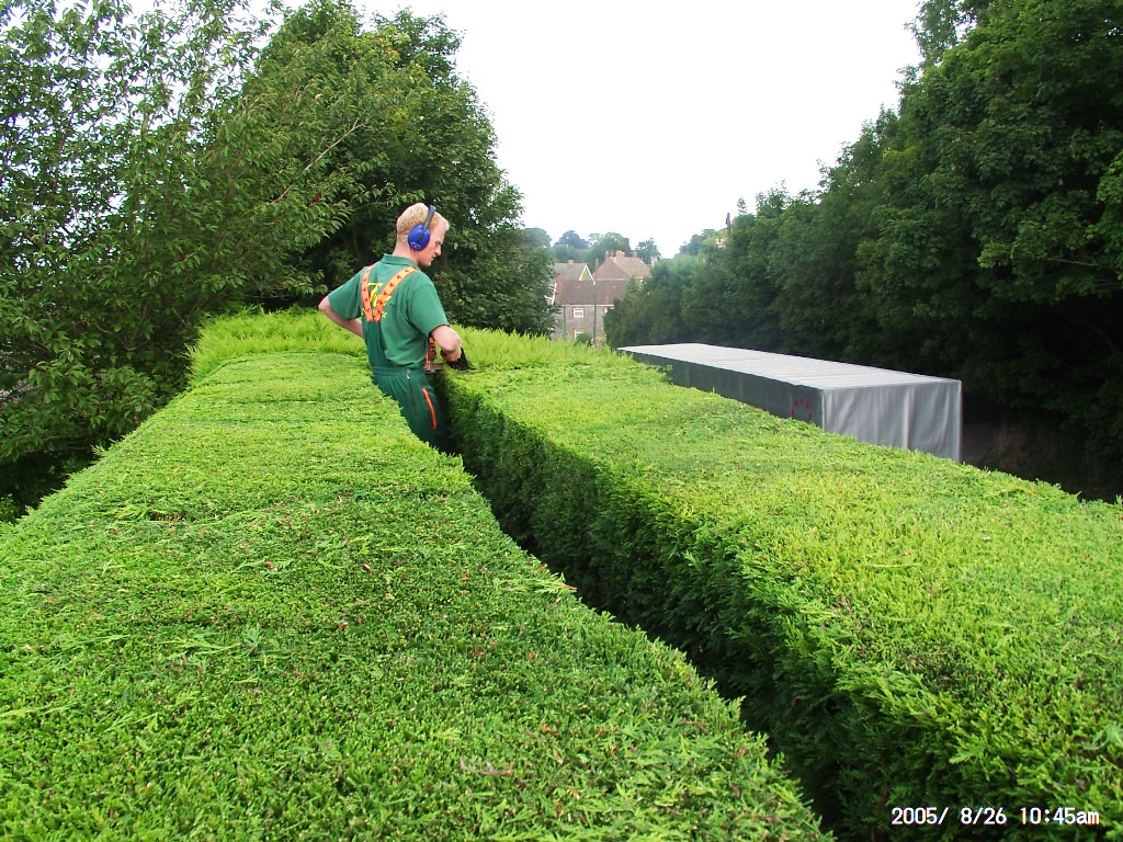 Image of: How to Trim Overgrown Hedges