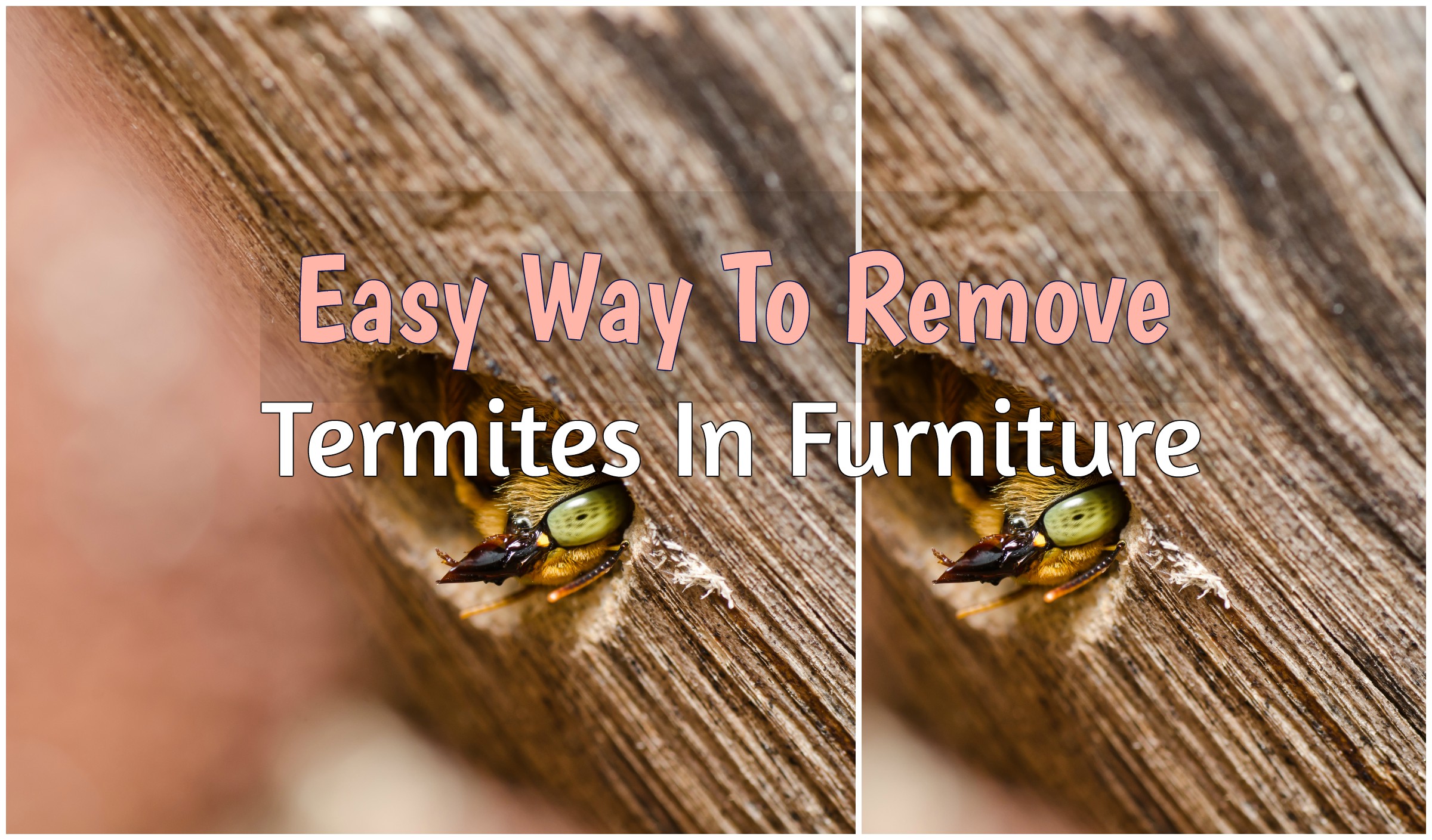 Image of: Remove-Termites-in-Furniture